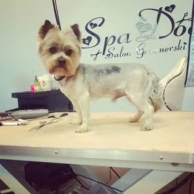 SpaDog Salon Groomerski